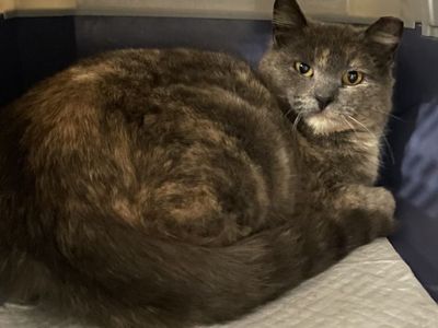 Hello my name is Sage