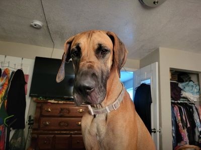 Great dane puppies