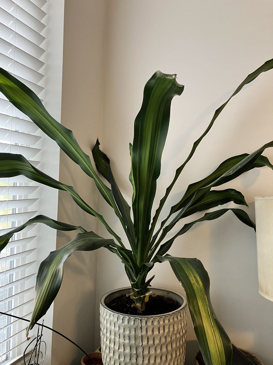 Large Dracaena Massangeana corn plant with Textured Glazed Ceramic Pot - Healthy & Vibrant