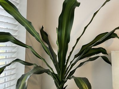 Large Dracaena Massangeana corn plant with Textured Glazed Ceramic Pot - Healthy & Vibrant