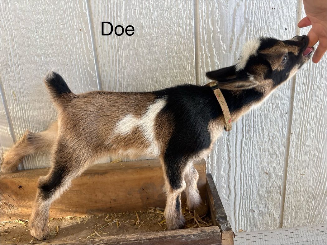 Registered Doe Nigerian Dwarf Goats