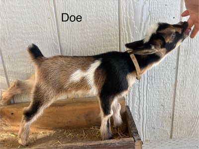 Registered Doe Nigerian Dwarf Goats