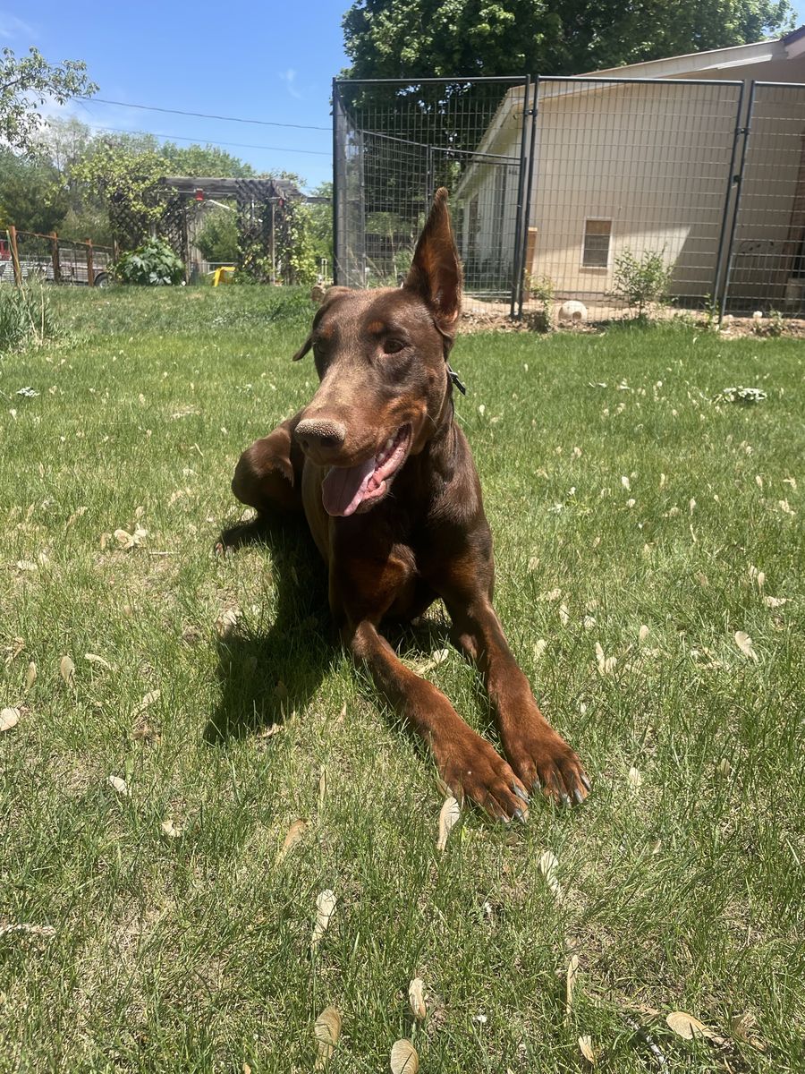 AKC European Doberman Stud