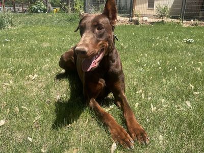 AKC European Doberman Stud