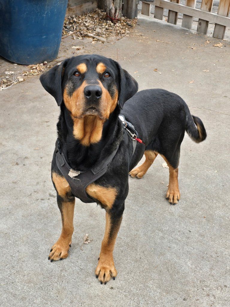2 Senior pups needing a new home.