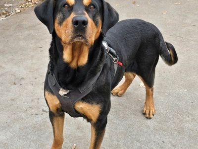 2 Senior pups needing a new home.
