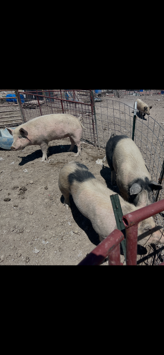 Pigs