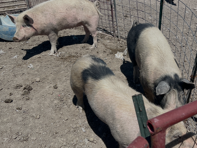Pigs