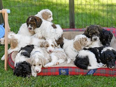 Multi-Gen Mini Goldendoodles