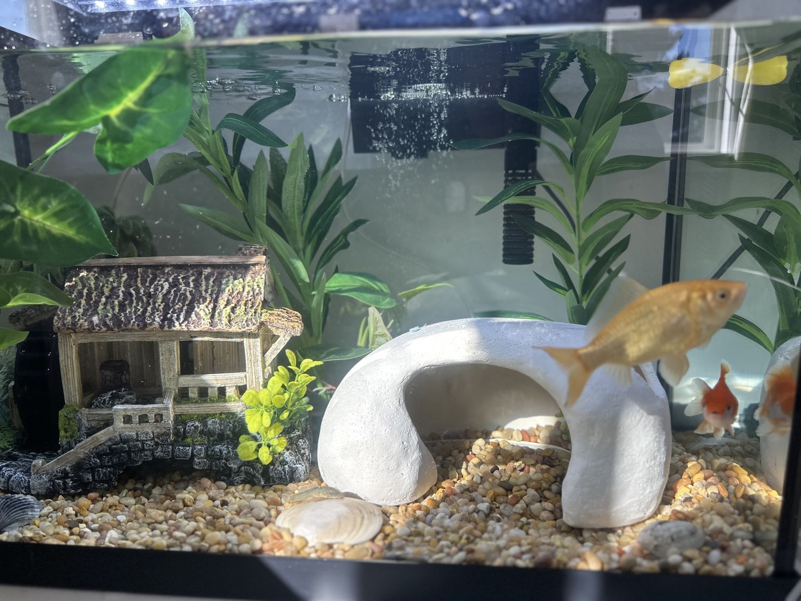 Fish tank and supplies