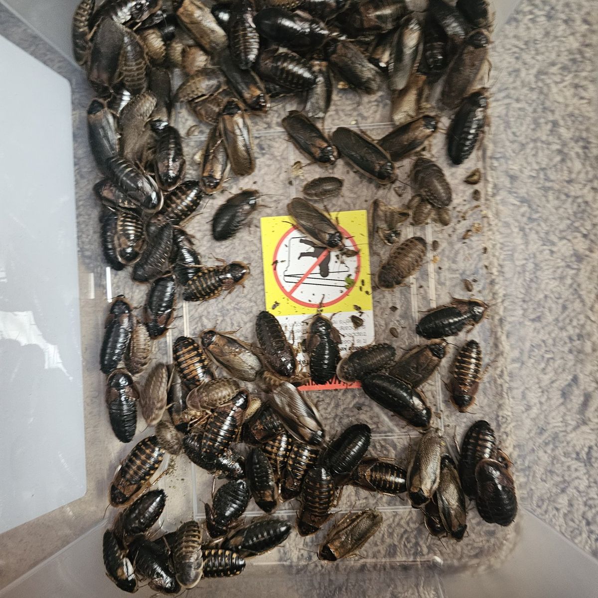 dubia roach starter colony