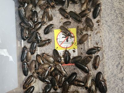 dubia roach starter colony