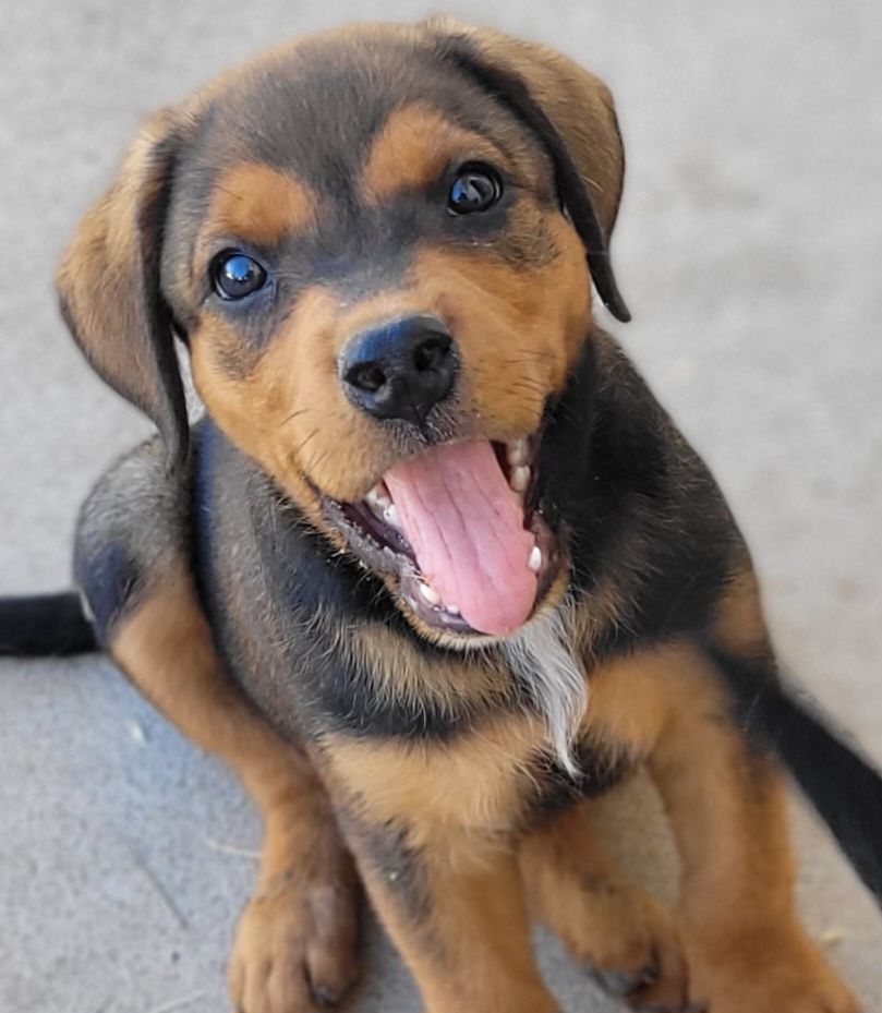 Black & Tan Coon Hound Mix Pups!