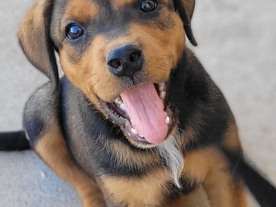 Black & Tan Coon Hound Mix Pups!