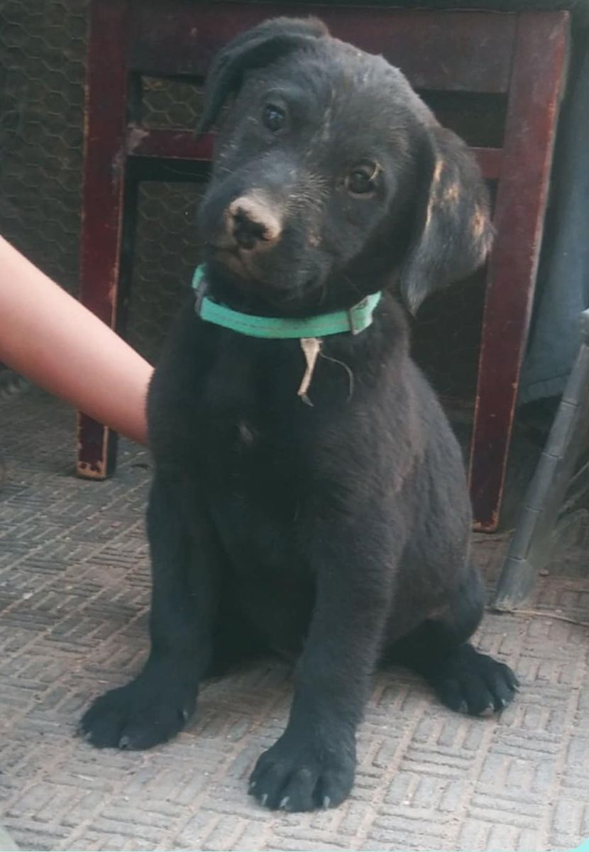 Borador Puppies, $125 each