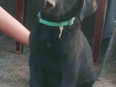 Borador Puppies, $125 each