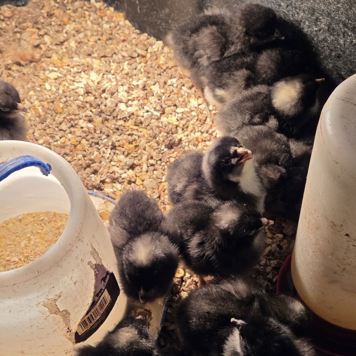 Hens Pullets Chicks Chickens Black Links Barred