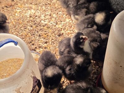 Hens Pullets Chicks Chickens Black Links Barred