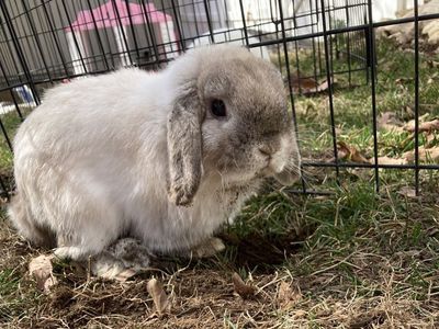 Cute male holland lop bunny!