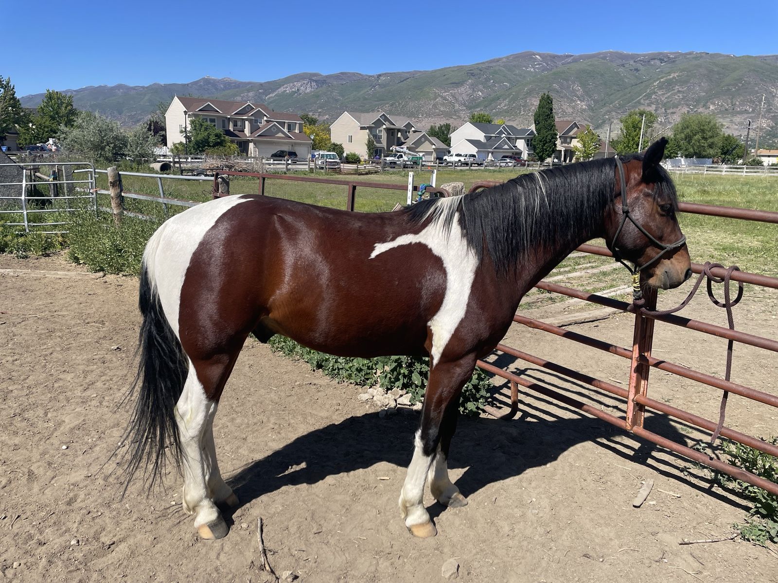 4 Yr-Old Foxtrotter Gelding, Gaited