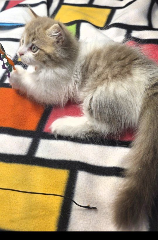 tica registered male munchkin / minuet kitten