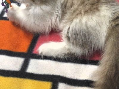 tica registered male munchkin / minuet kitten