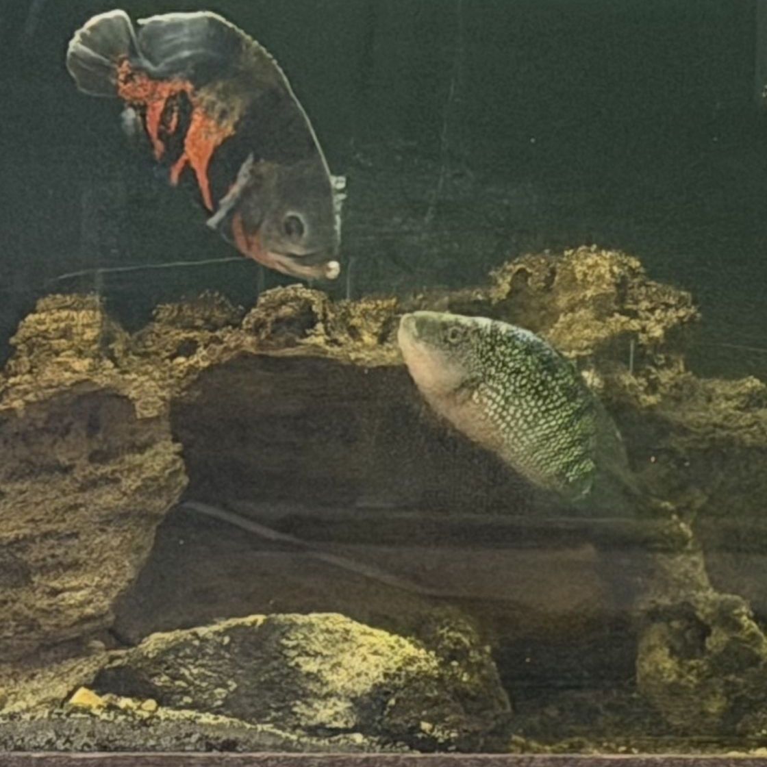 Main image 2