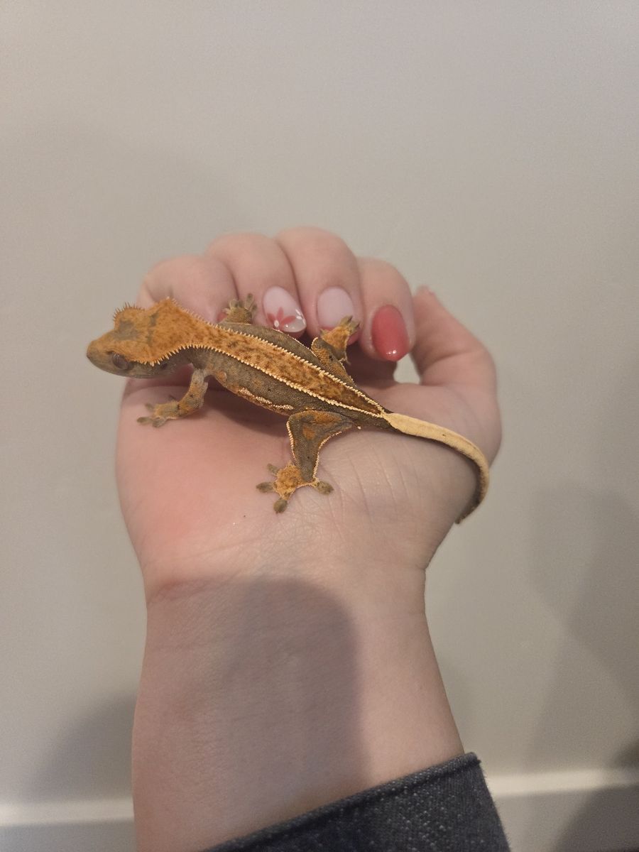 Crested geckos