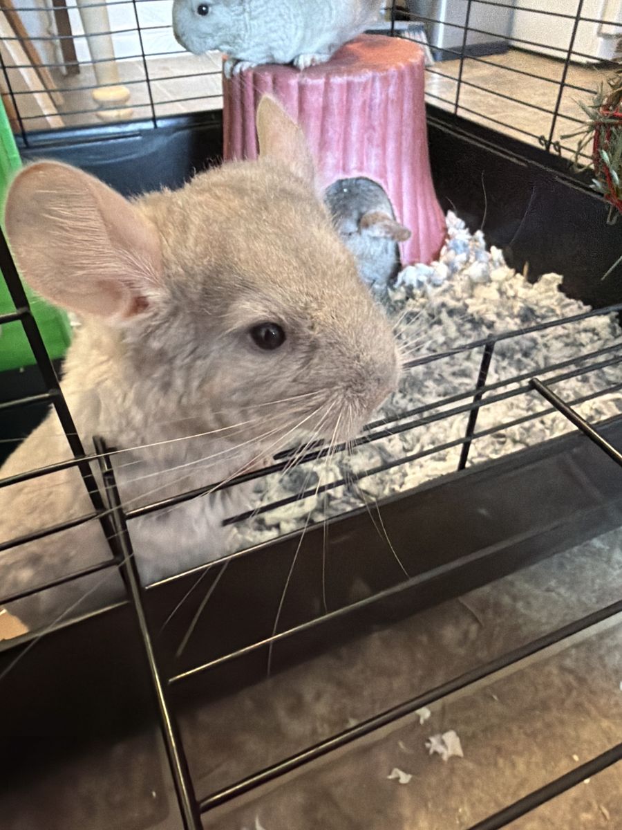 Chinchilla
