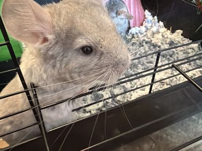 Chinchilla