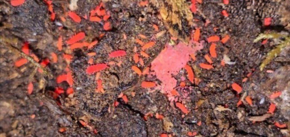 Red Springtails 20ct+