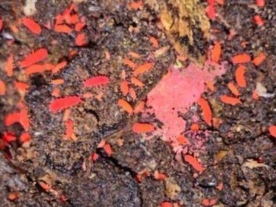 Red Springtails 20ct+