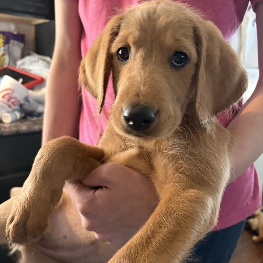 Golden Retriever Mix Puppies