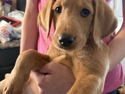 Golden Retriever Mix Puppies