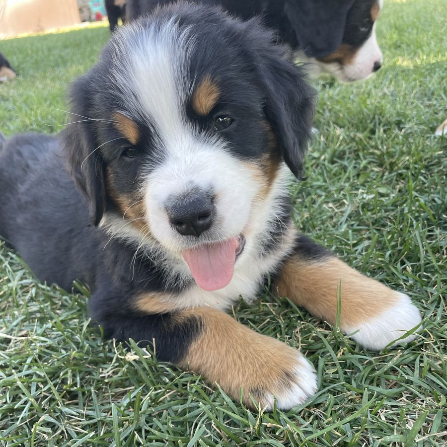 Bernese Mountain Dog puppies Ready now! 7 weeks old