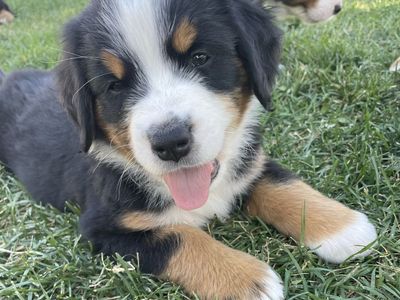 Bernese Mountain Dog puppies Ready now! 7 weeks old