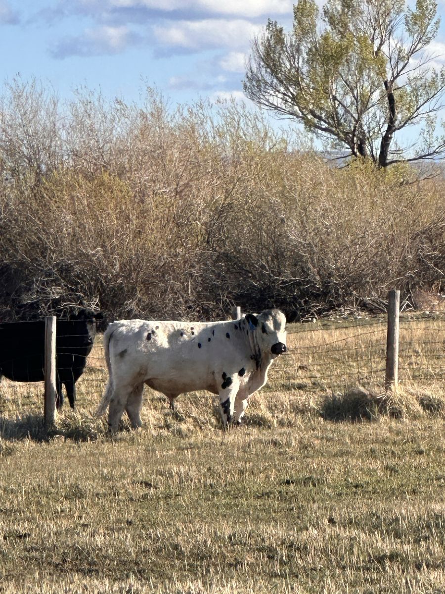 Bull