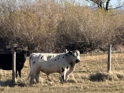 Bull