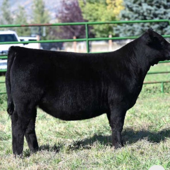 2 year old Show Heifer