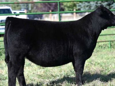2 year old Show Heifer