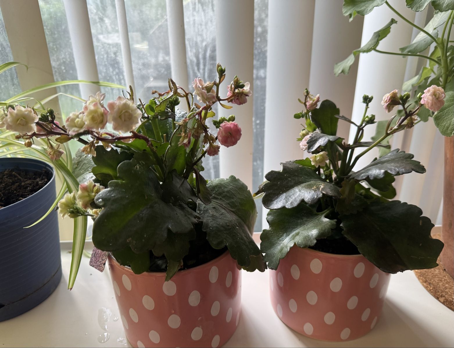 Pair of Succulent Plants- in Ceramic Polka Dot Pots- PINK Kalanchoe