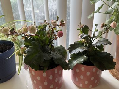 Pair of Succulent Plants- in Ceramic Polka Dot Pots- PINK Kalanchoe