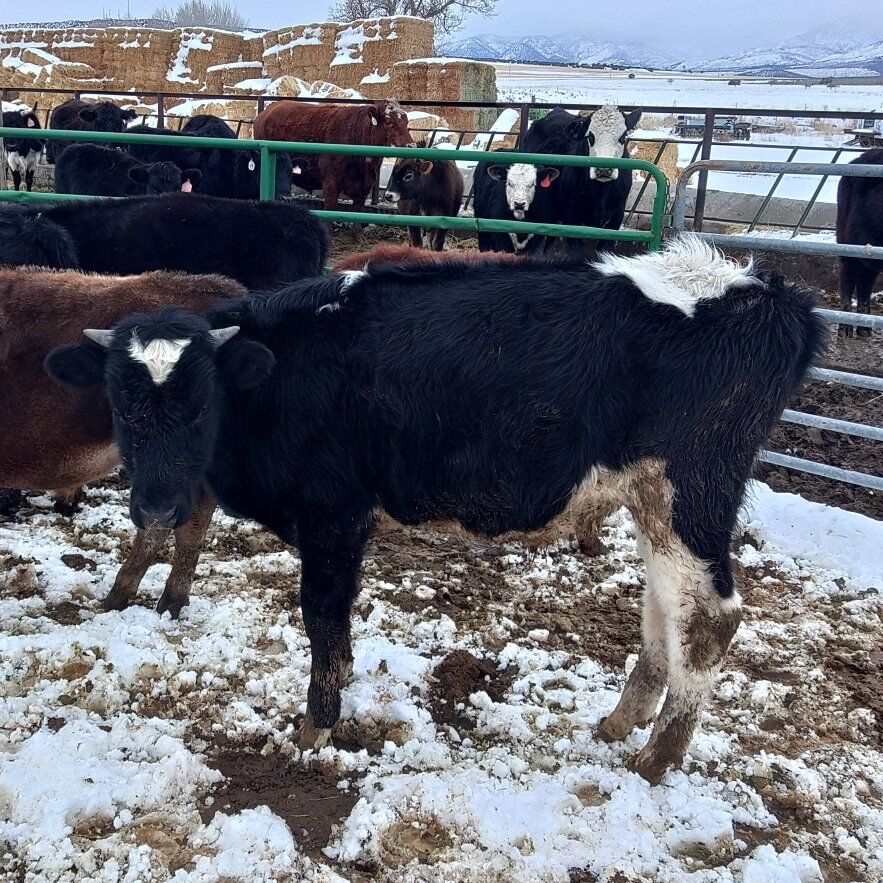 yearling Holstein steer