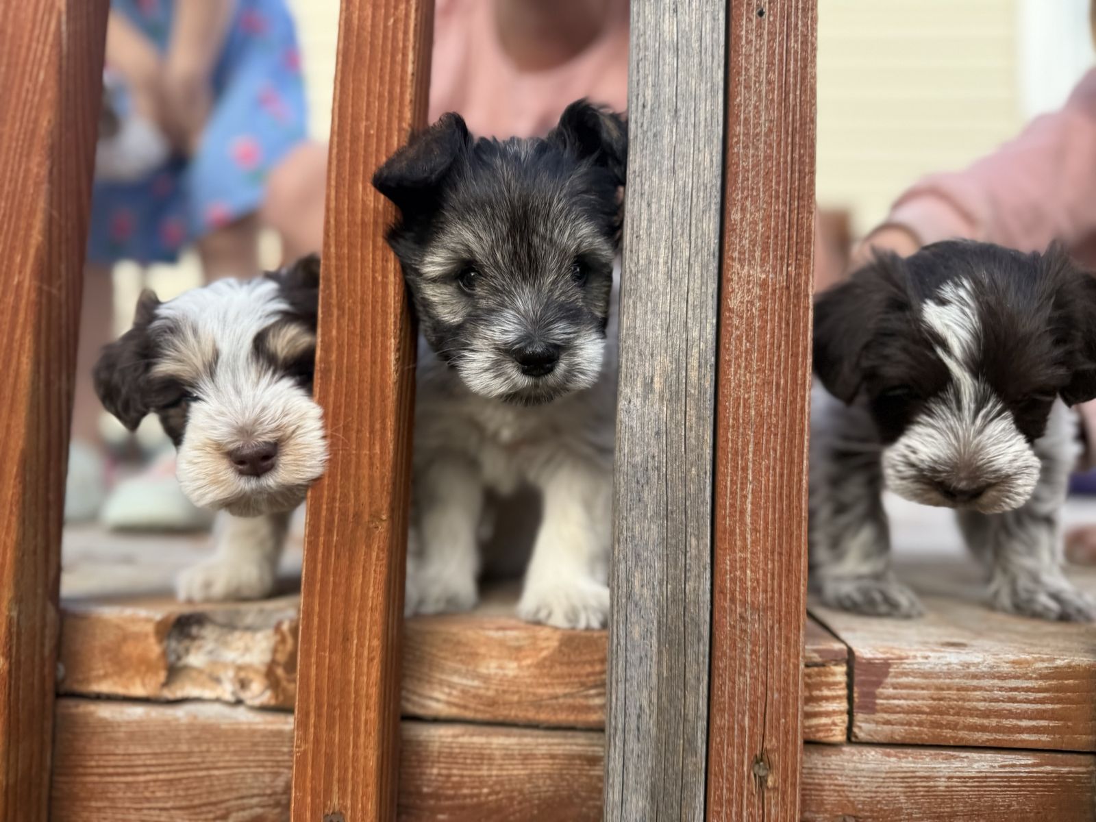 Miniature Schnauzer Parti Puppies