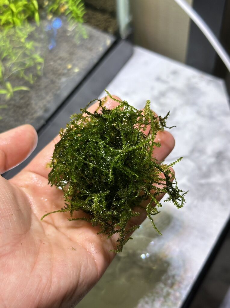 Java Moss