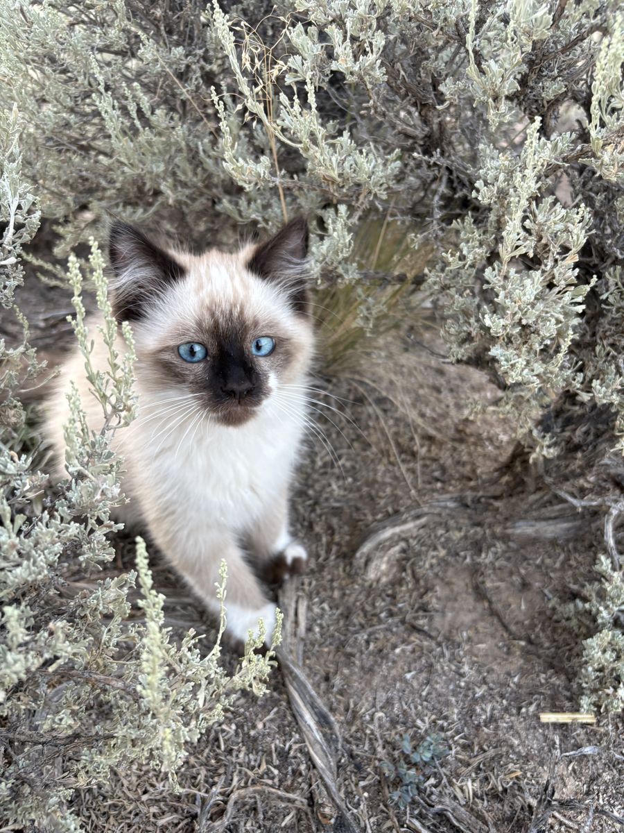 Adorable Ragdoll Tux Kittens