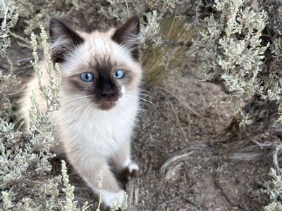 Adorable Ragdoll Tux Kittens