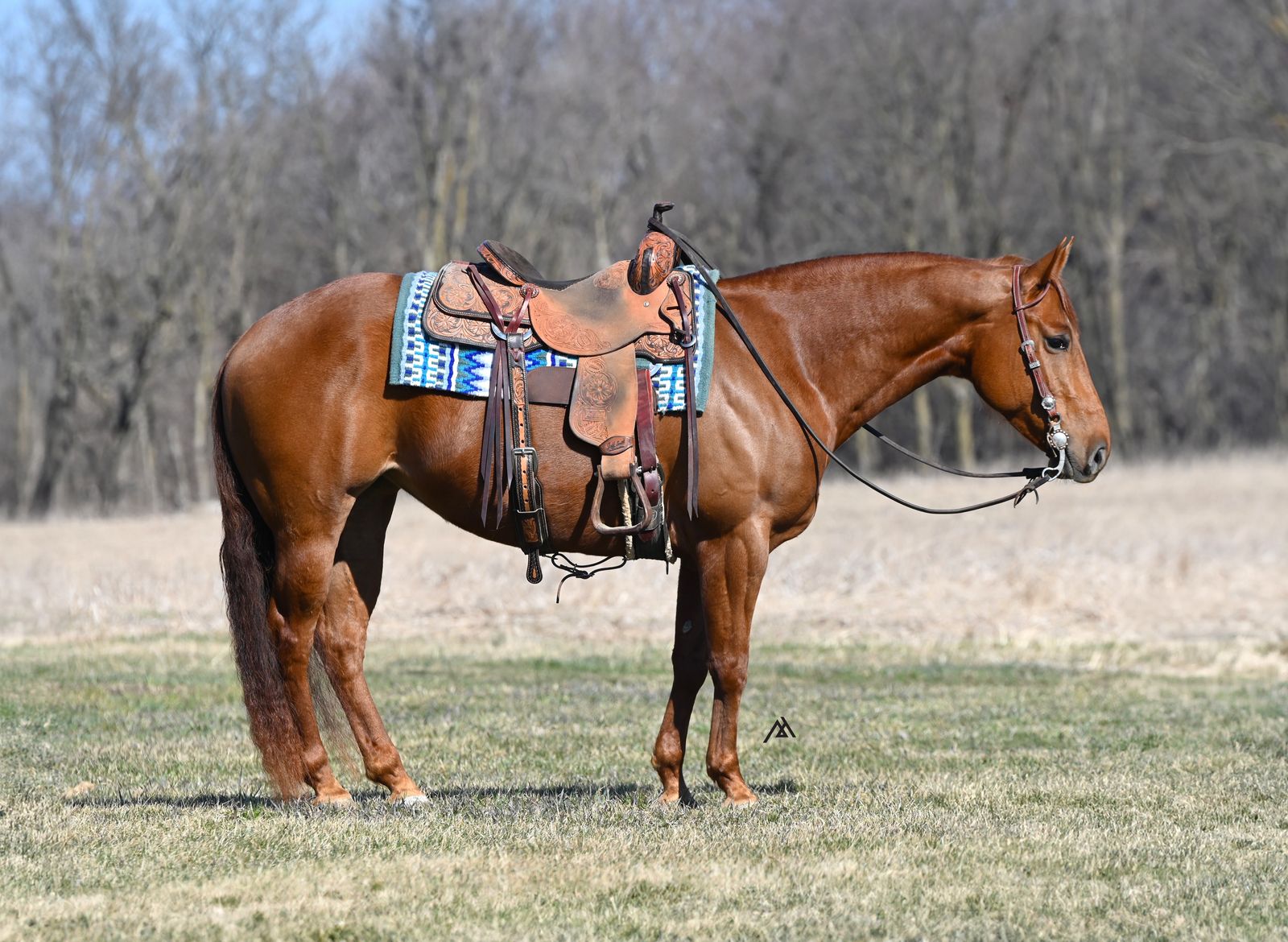 𝙊𝙣𝙚-𝙄𝙣-𝘼-𝙈𝙞𝙡𝙡𝙞𝙤𝙣 𝙁𝙖𝙢𝙞𝙡𝙮-𝙎𝙖𝙛𝙚 𝙈𝙖𝙧𝙚  - 𝗢𝗡𝗘 𝗢𝗪𝗡𝗘𝗥 𝗠𝗮𝗿𝗲 𝗳𝗼𝗿 𝗔𝗕𝗦𝗢𝗟𝗨𝗧𝗘𝗟𝗬 𝗔𝗻𝘆𝗼𝗻𝗲!