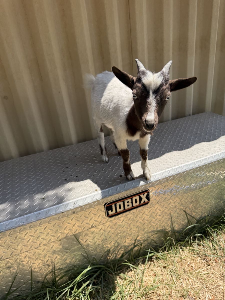 Nigerian dwarf goat (buck)