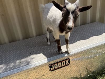 Nigerian dwarf goat (buck)